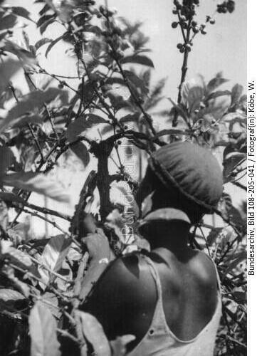 Kamerun, Ausschneiden eines Kaffeebaums