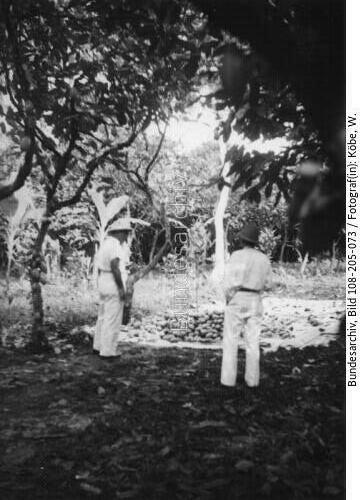 Kamerun, Ernte in Kakaopflanzung