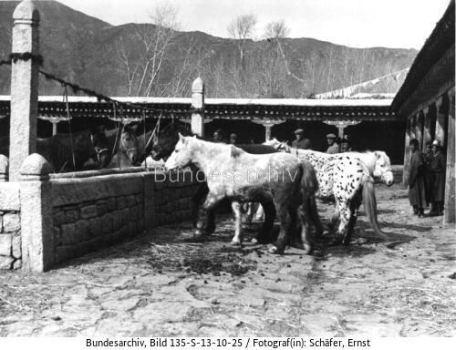 Tibetexpedition, Pferdehaltung