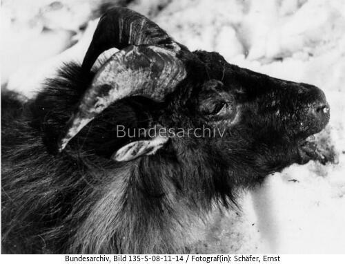 Tibetexpedition, Erlegtes Schapi