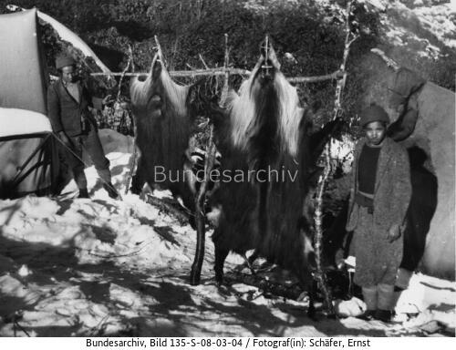 Tibetexpedition, Schapifelle