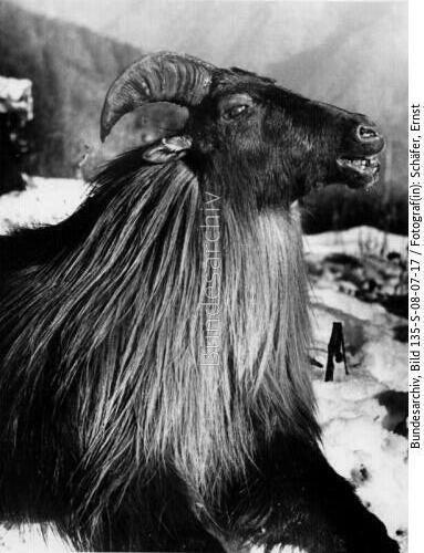 Tibetexpedition, Erlegtes Schapi