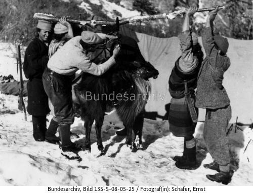 Tibetexpedition, Wiegen von Schapis