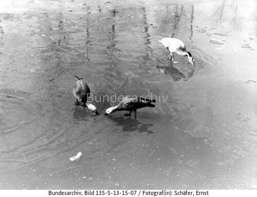 Tibetexpedition, Vögel