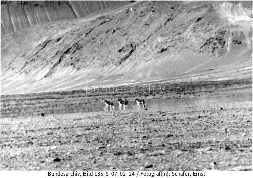 Tibetexpedition, Landschaftsaufnahme, Wildpferde