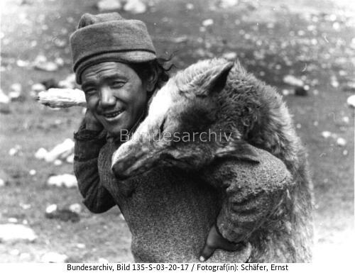 Tibetexpedition, Erlegter Wolf mit Pansi