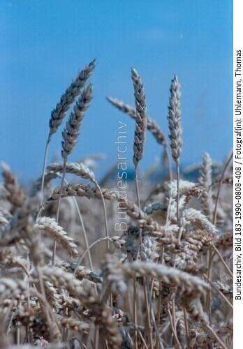 Osterweddingen, Ernte, Getreide