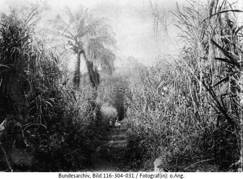 Kamerun, Weg Tiko - Buea