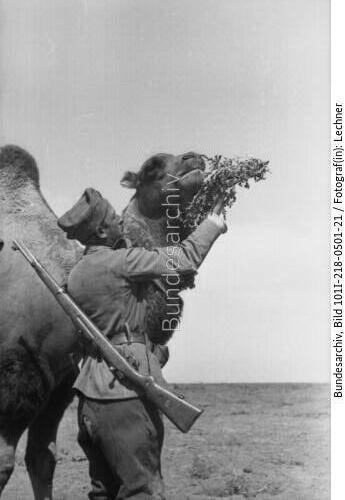 Russland, rumänischer Soldat mit Kamel