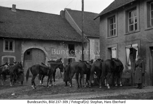 Frankreich, Infanterie-Pferde