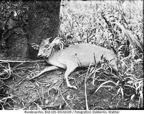 Deutsch-Ostafrika, Antilope