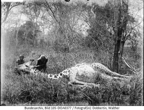 Deutsch-Ostafrika, Giraffe