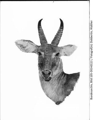 Deutsch-Ostafrika, Riedbock