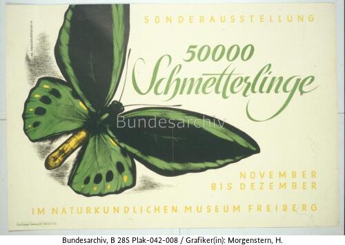 Freiberg, Ausstellung Schmetterlinge