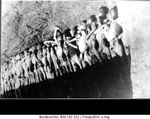 KZ <span class="match">Mauthausen</span>, offenes Massengrab